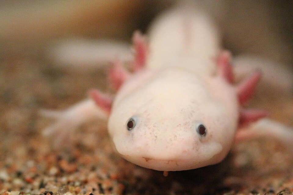 A photo of Axolotl (Ambystoma mexicanum)