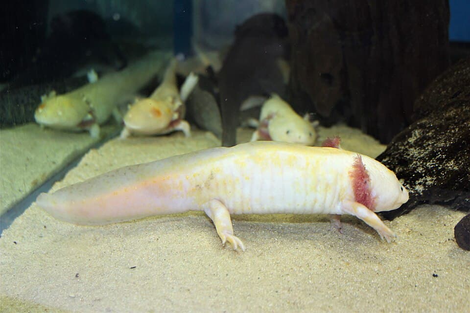 Ke - Ambystoma mexicanum - 5.jpg