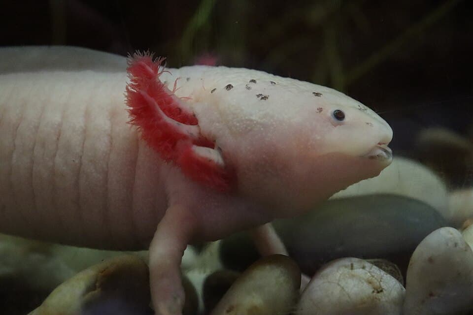 Ambystoma mexicanum.101 - Aquarium Finisterrae.jpg