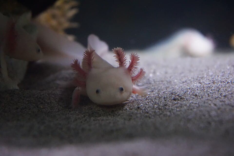 Ambystoma mexicanum Natural History Museum University of Pisa 2.jpg