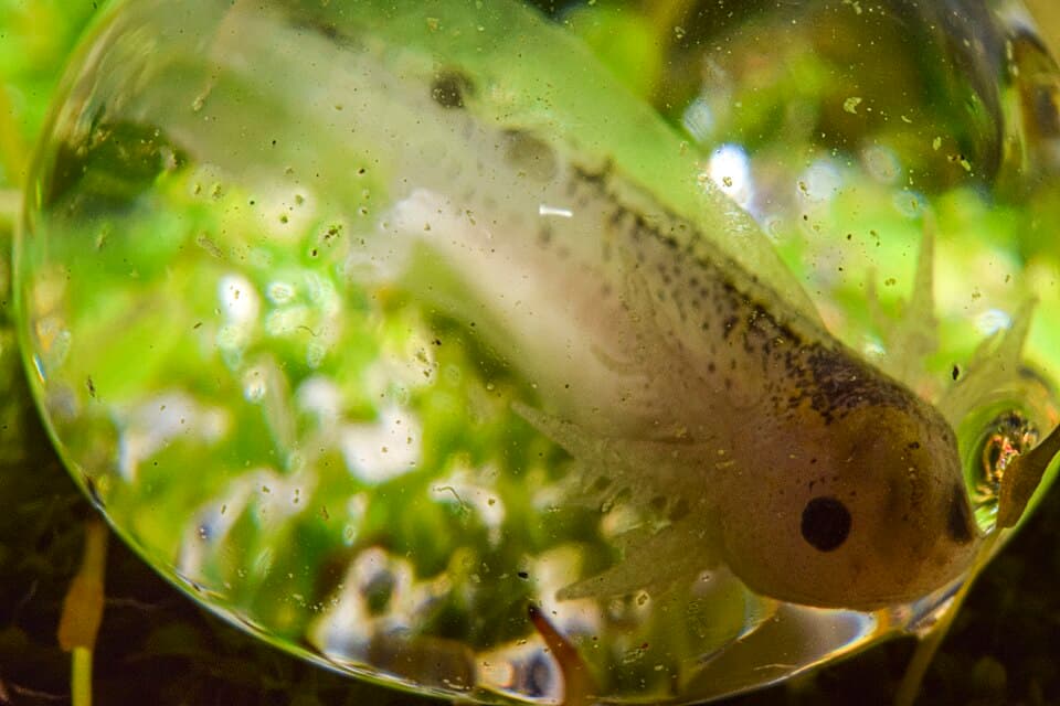 Detalle a larva de axolote Ambystoma mexicanum dentro del huevo.jpg