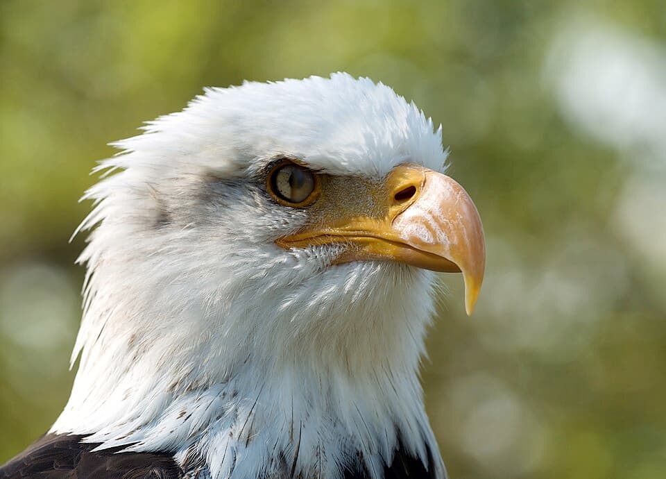A photo of Bald Eagle (Haliaeetus leucocephalus)