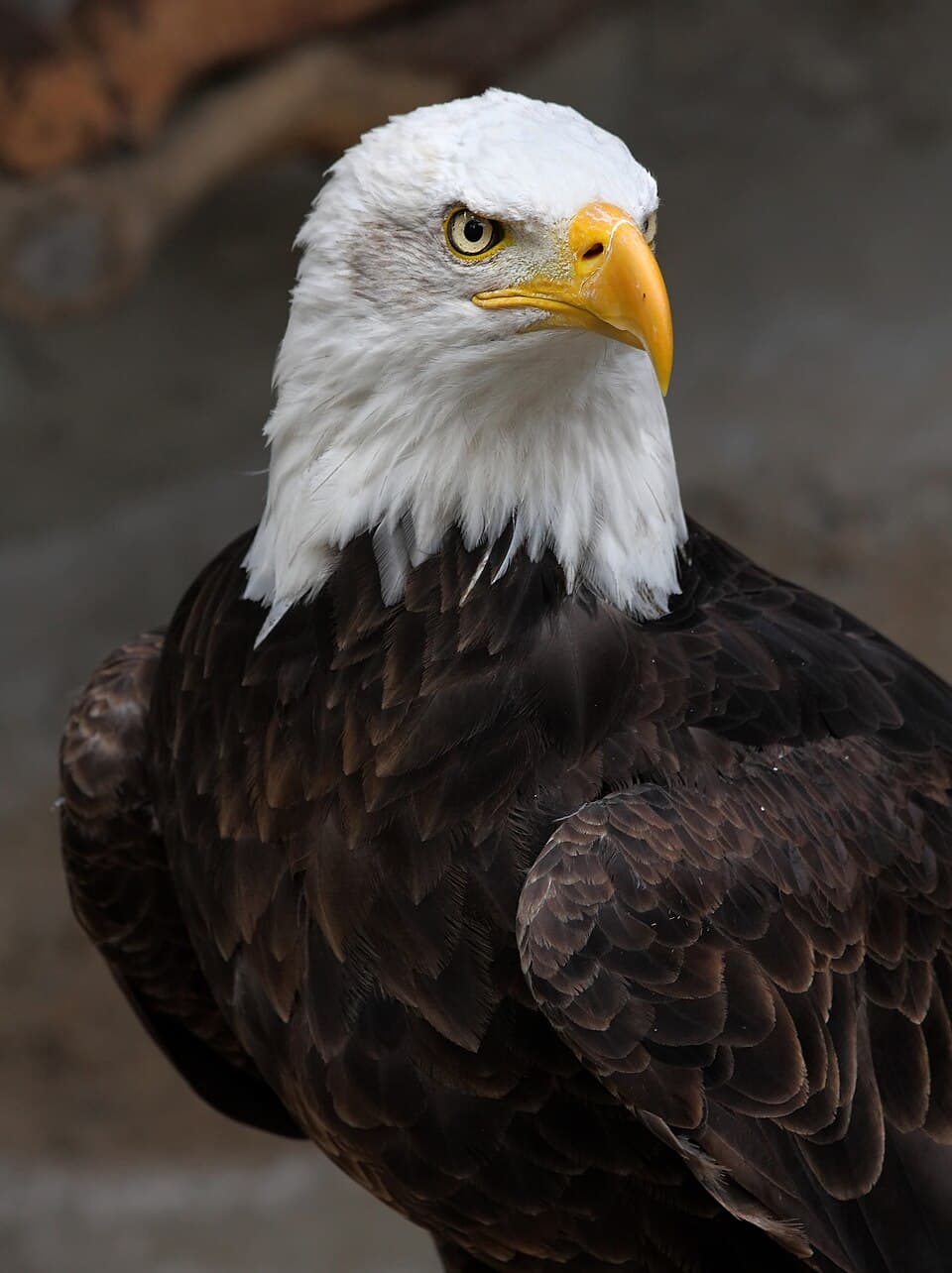 Weisskopf Seeadler haliaeetus leucocephalus 8 amk.jpg
