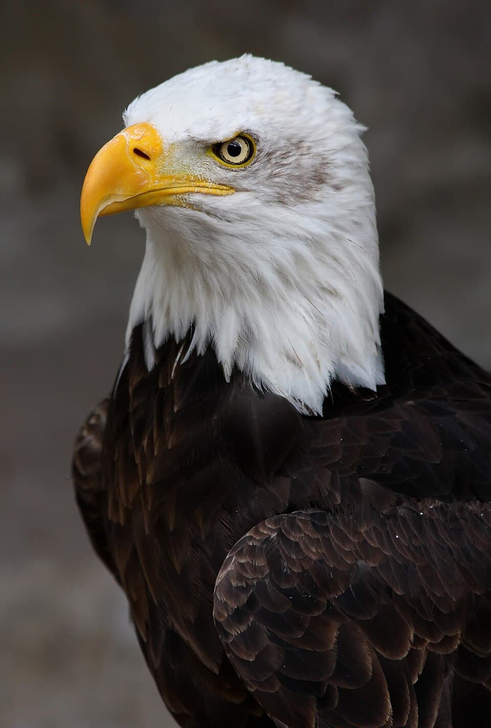 Weisskopf Seeadler haliaeetus leucocephalus 9 amk.jpg