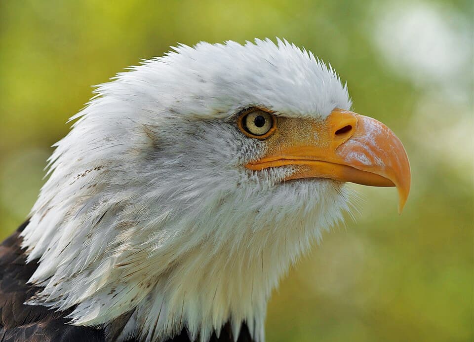 Haliaeetus leucocephalus LC0195 edit 1.jpg