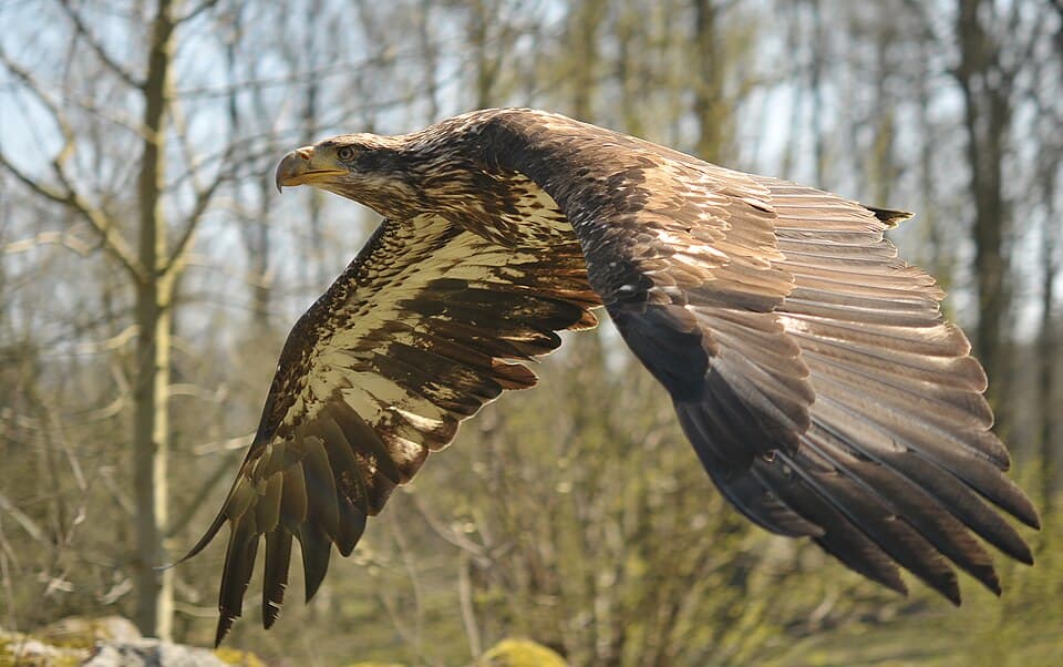 Haliaeetus leucocephalus (Linnaeus 1766).jpg