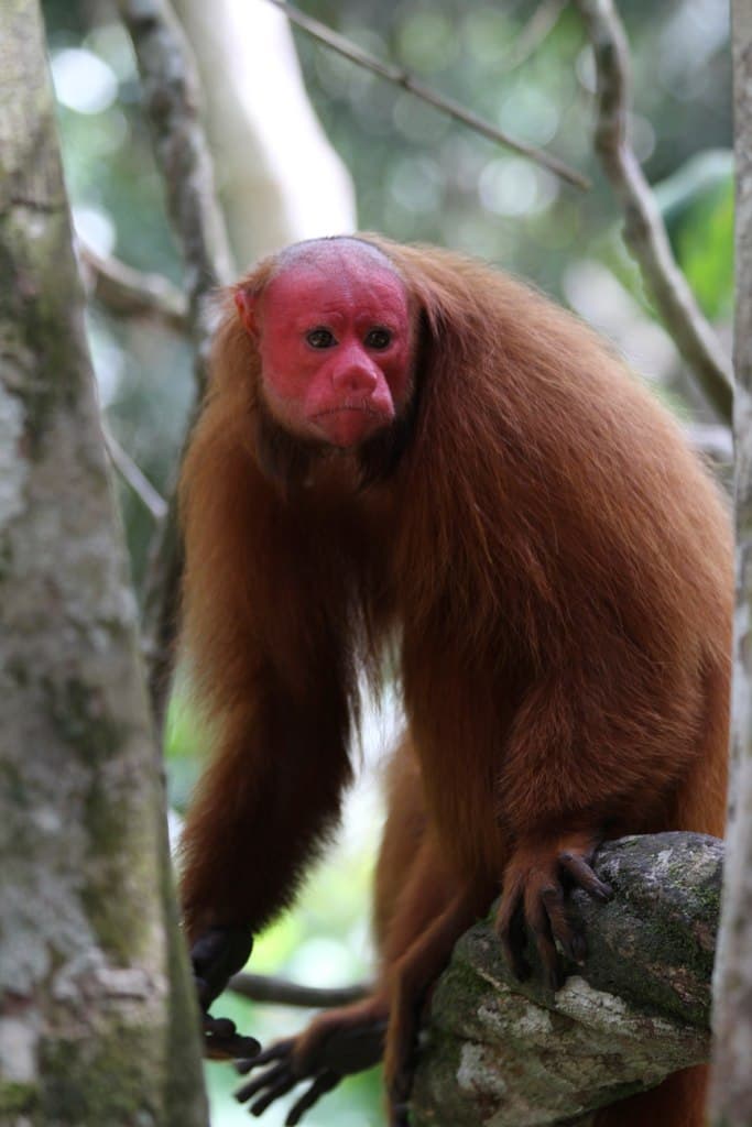 Cacajao calvus ucayalii 2.jpg