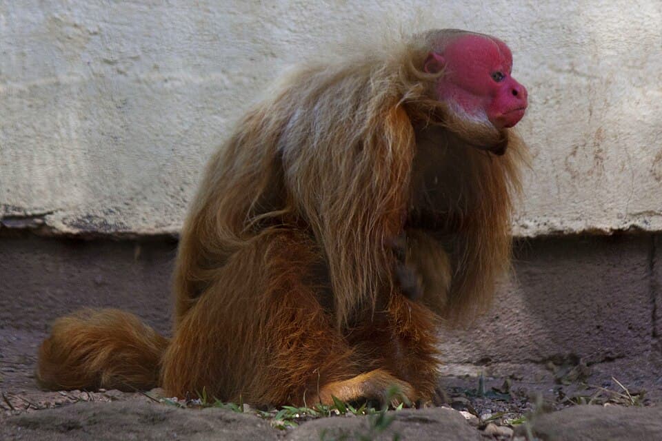 Cacajao calvus Red uakari.jpg