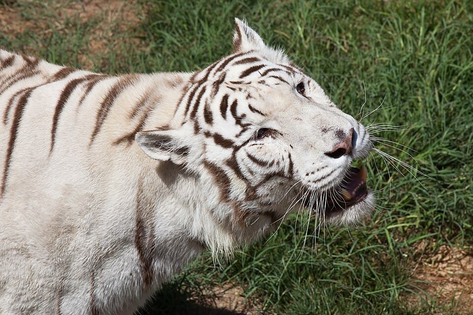 A photo of Bengal Tiger (Panthera tigris tigris)