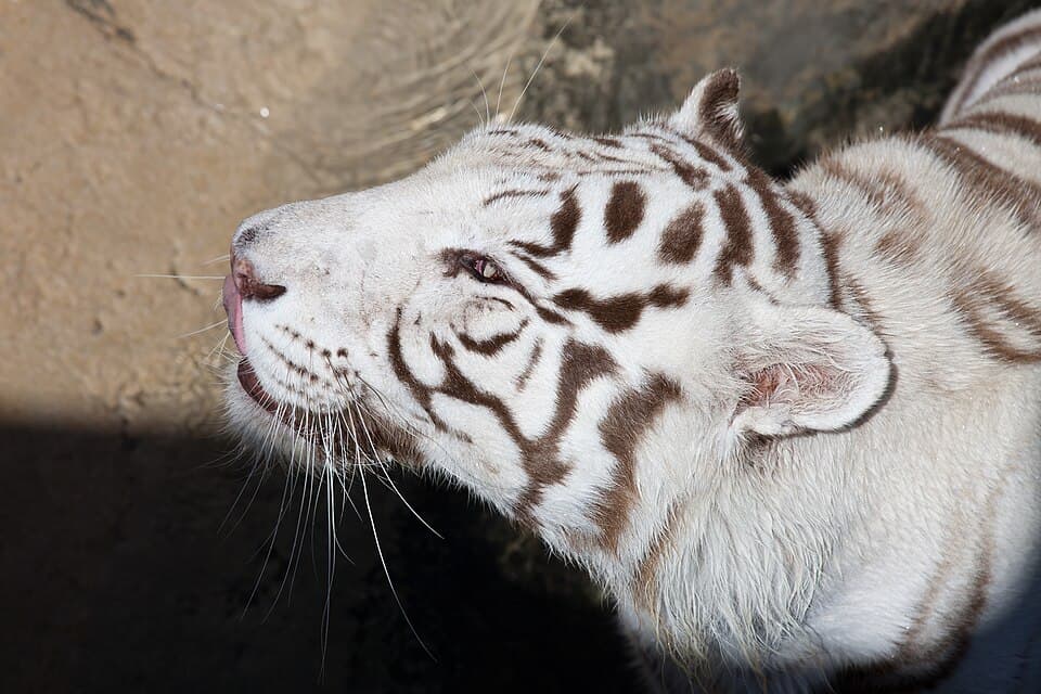 08-2011. Panthera tigris tigris - Texas Park - Lanzarote -TP04.jpg