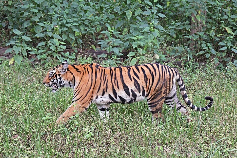 Bengal tiger (Panthera tigris tigris) female.jpg