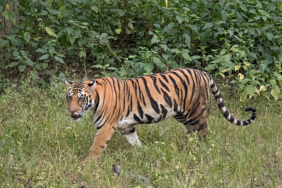 Bengal tiger (Panthera tigris tigris) female 3.jpg