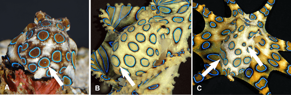 Variable ring patterns on mantles of the blue-ringed octopus Hapalochlaena lunulata.png