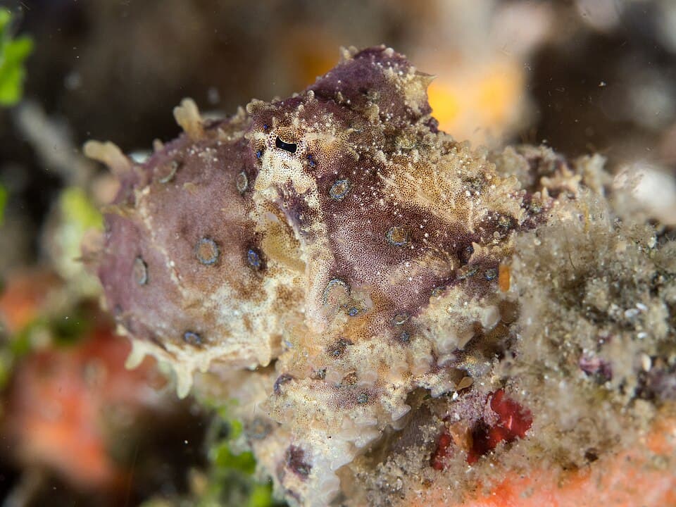 Greater blue-ringed octopus (Hapalochlaena lunulata) (28636532358).jpg