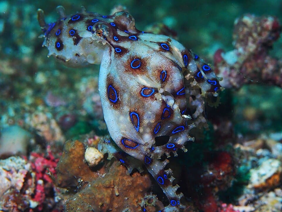 Greater blue-ringed octopus with eggs (Hapalochlaena lunulata) (16243516631).jpg