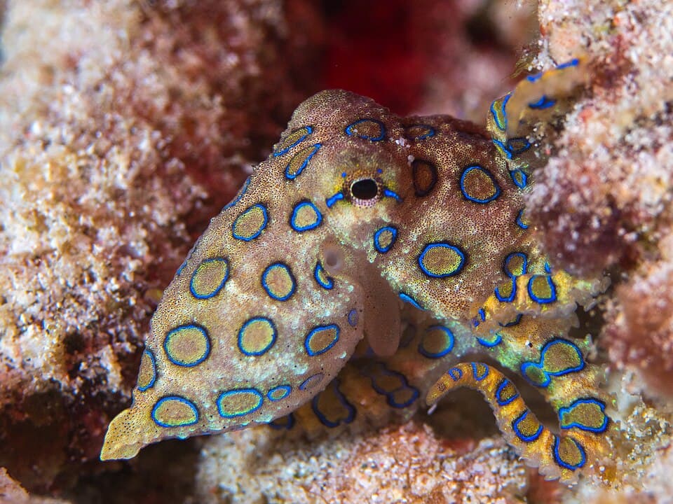 Greater blue-ringed octopus (Hapalochlaena lunulata) (48272090161).jpg