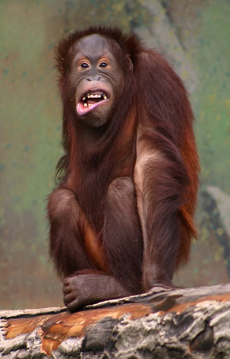 A photo of Bornean Orangutan (Pongo pygmaeus)