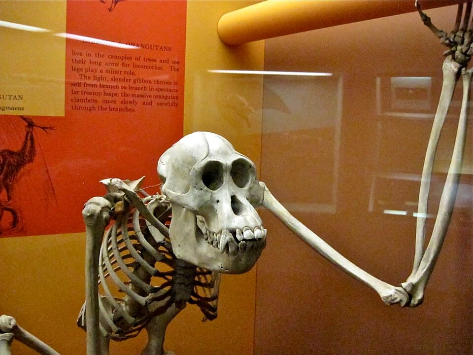 Pongo pygmaeus Skeleton.jpg