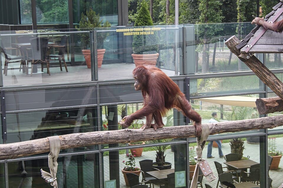 Nyíregyháza Zoo, Pongo pygmaeus pygmaeus-3.jpg
