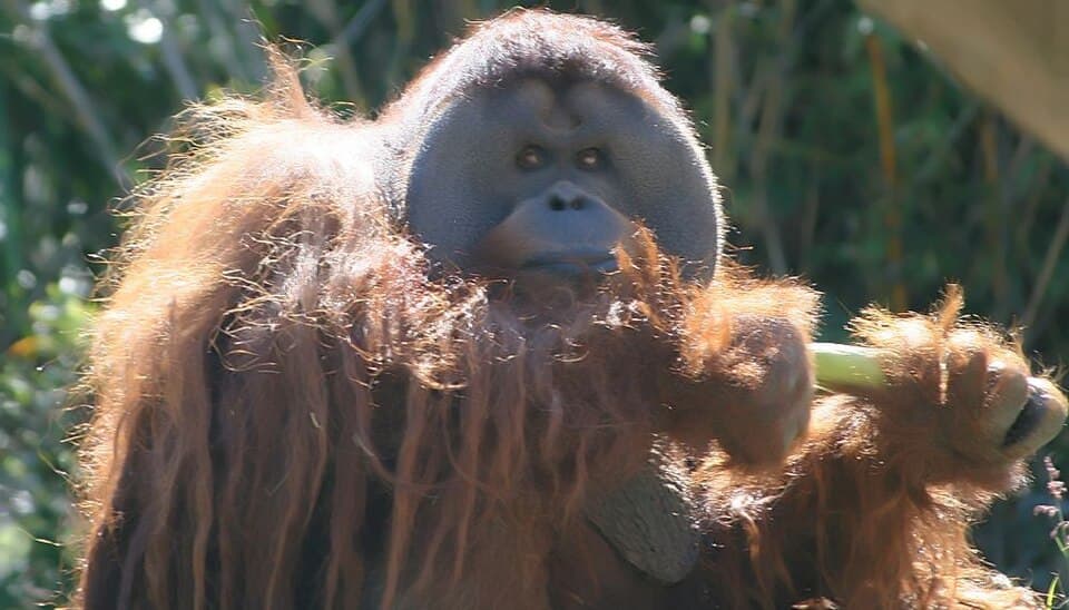 Pongo pygmaeus 11zz.jpg