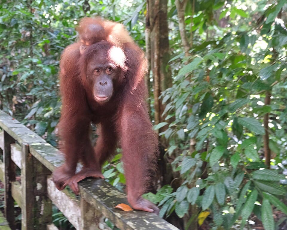 Pongo pygmaeus Sepilok Orangutan Rehabilitation Centre 2.jpg
