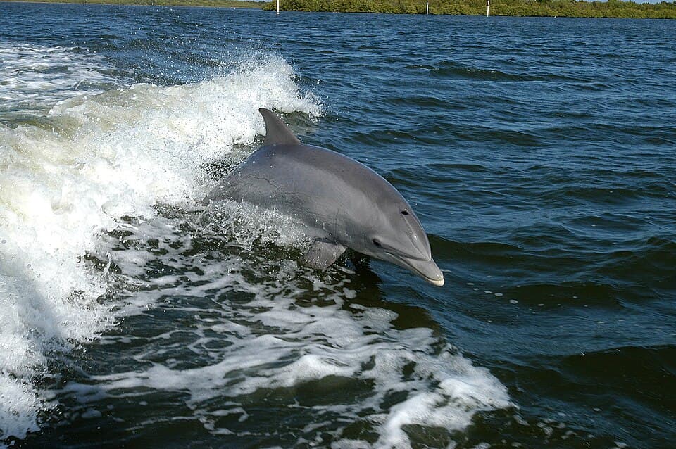 A photo of Bottlenose Dolphin (Tursiops truncatus)