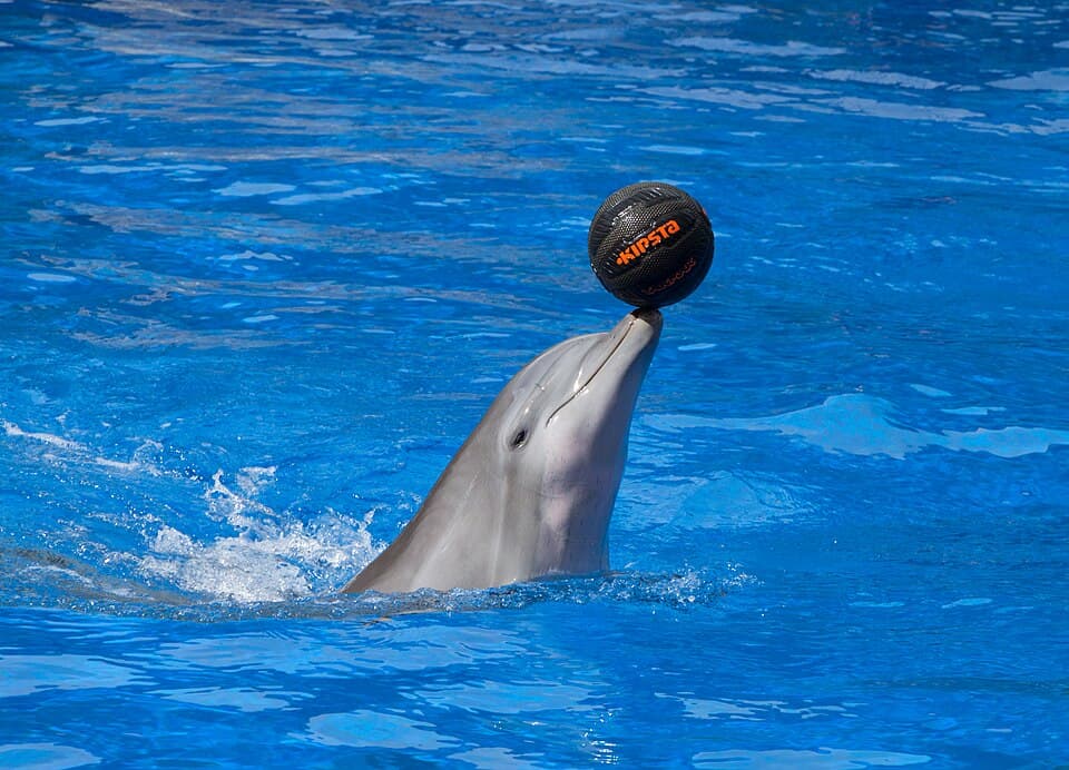 Tursiops truncatus - Palmitos Park.jpg