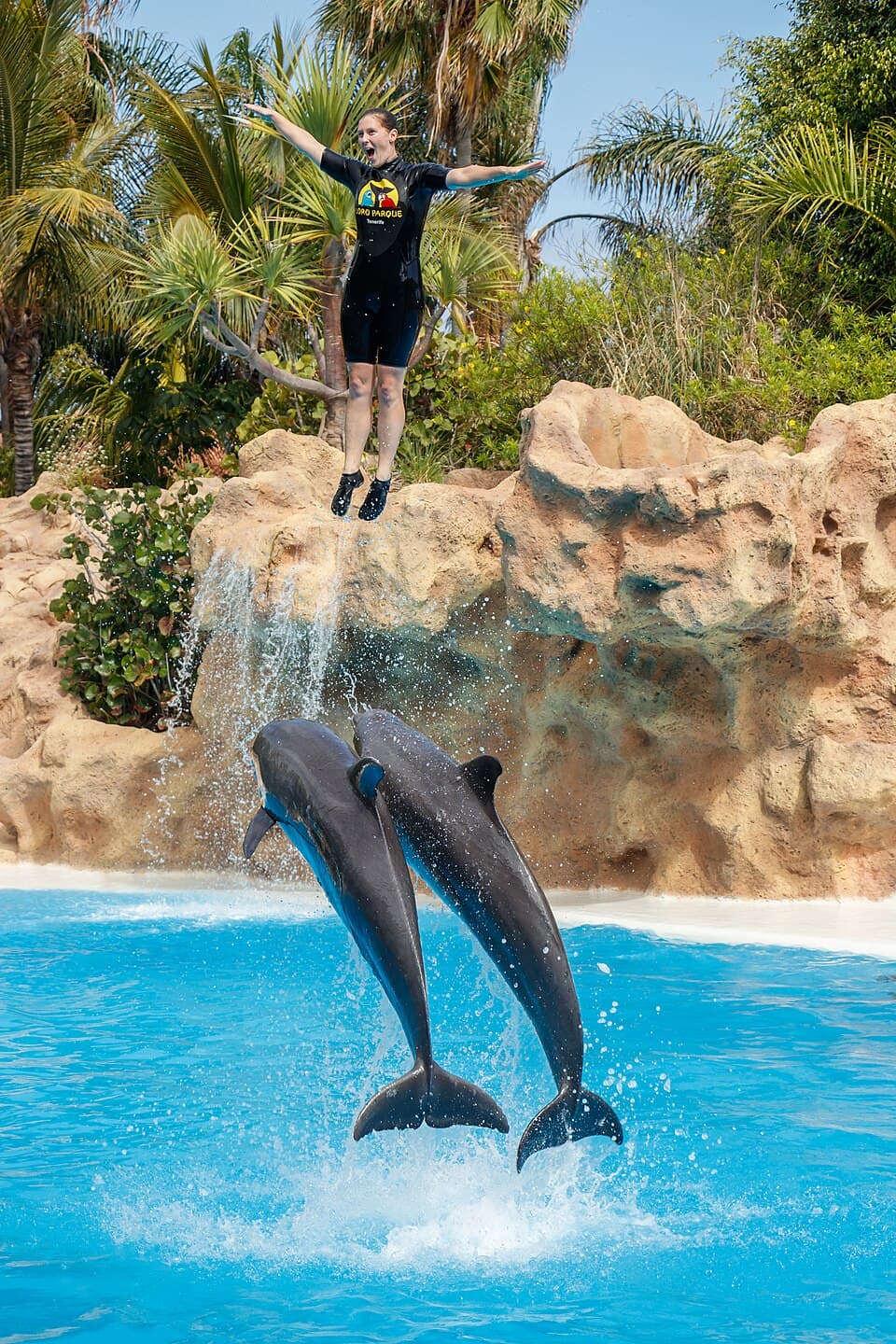 Tursiops truncatus - Loro Parque 01.jpg