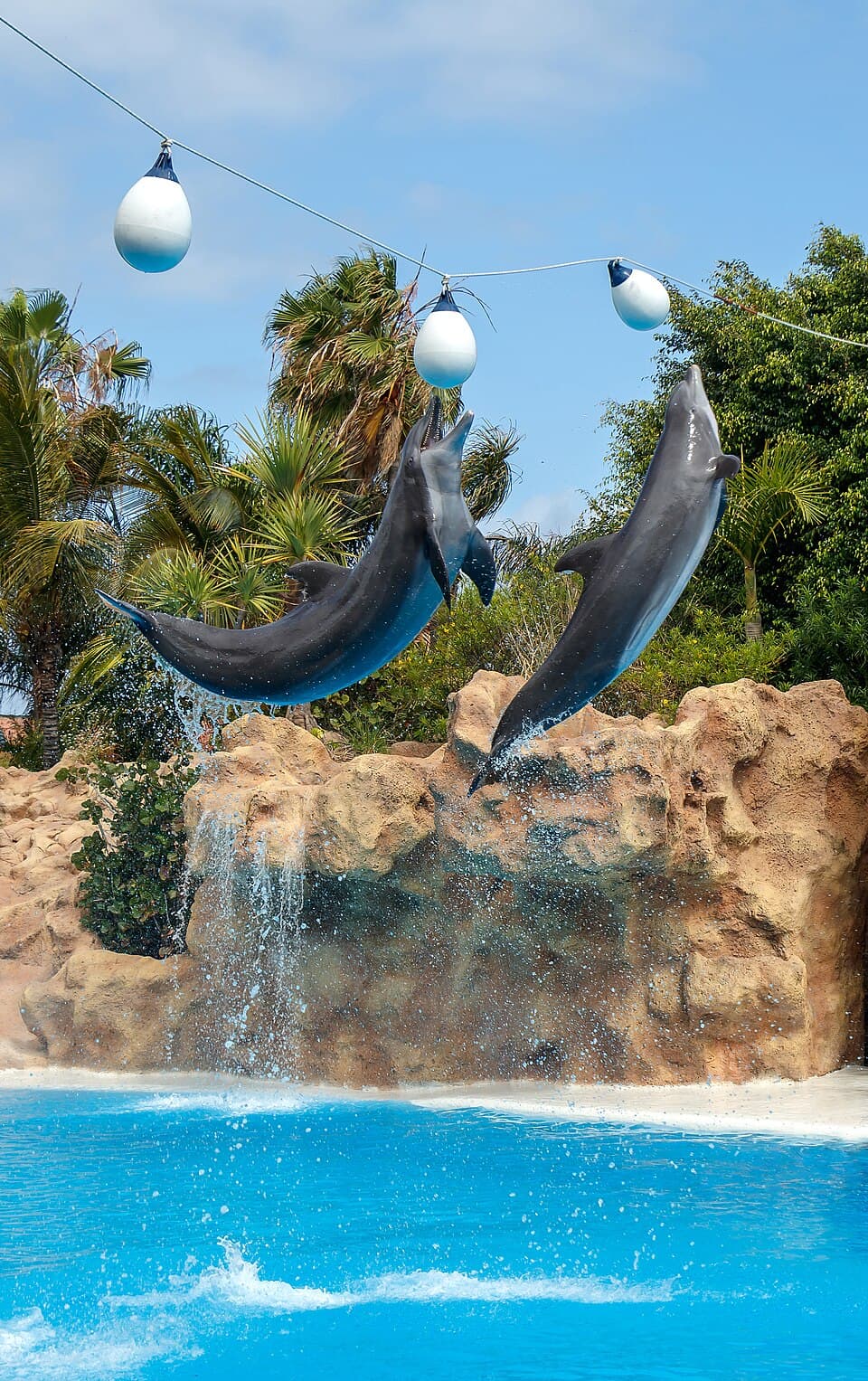 Tursiops truncatus - Loro Parque 02.jpg