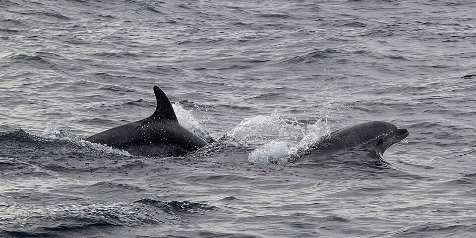 Common bottlenose dolphins (Tursiops truncatus) Sagres 2.jpg