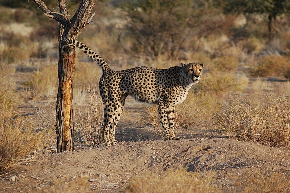 A photo of Cheetah (Acinonyx jubatus)