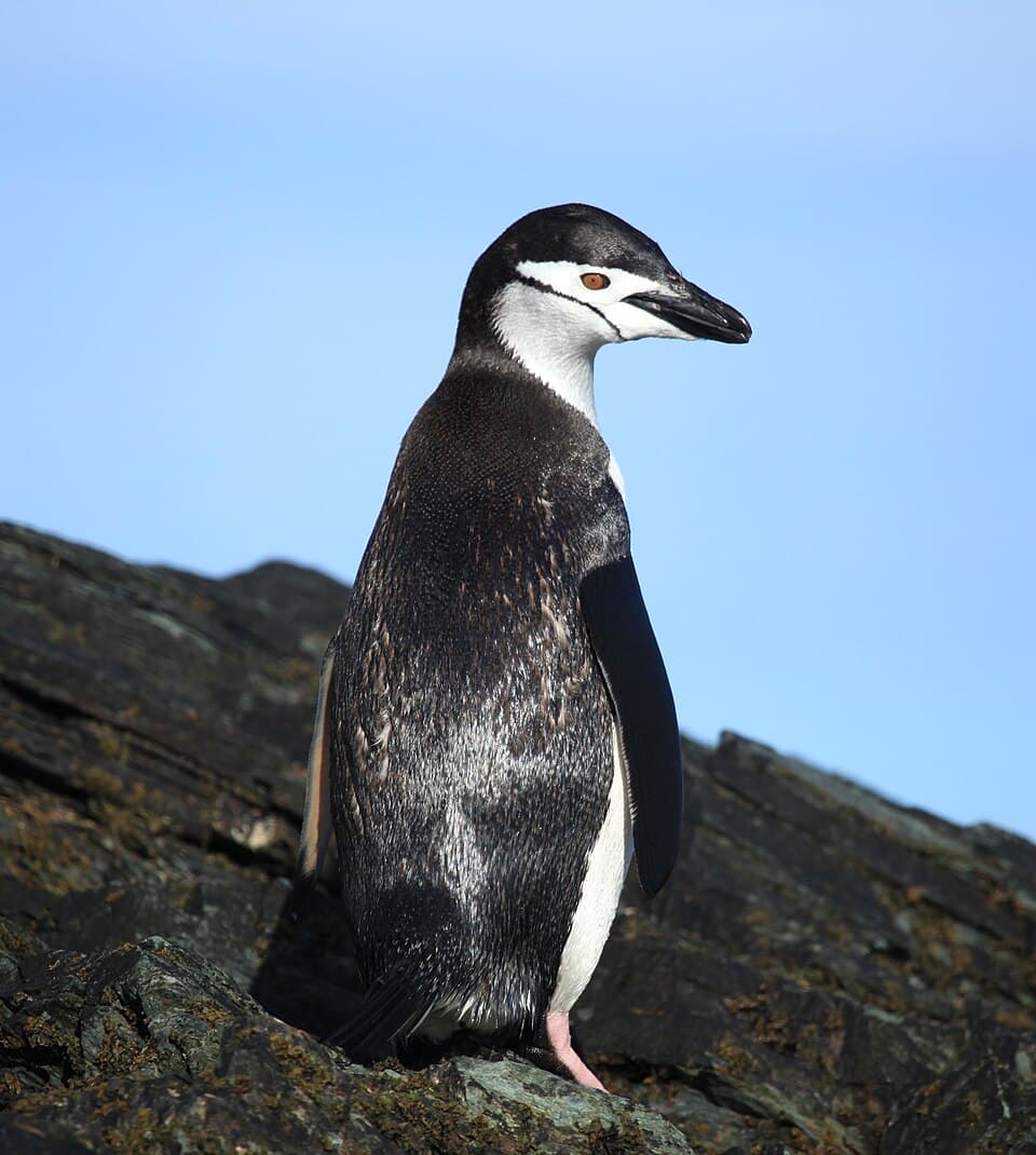 A photo of Chinstrap Penguin (Pygoscelis antarcticus)