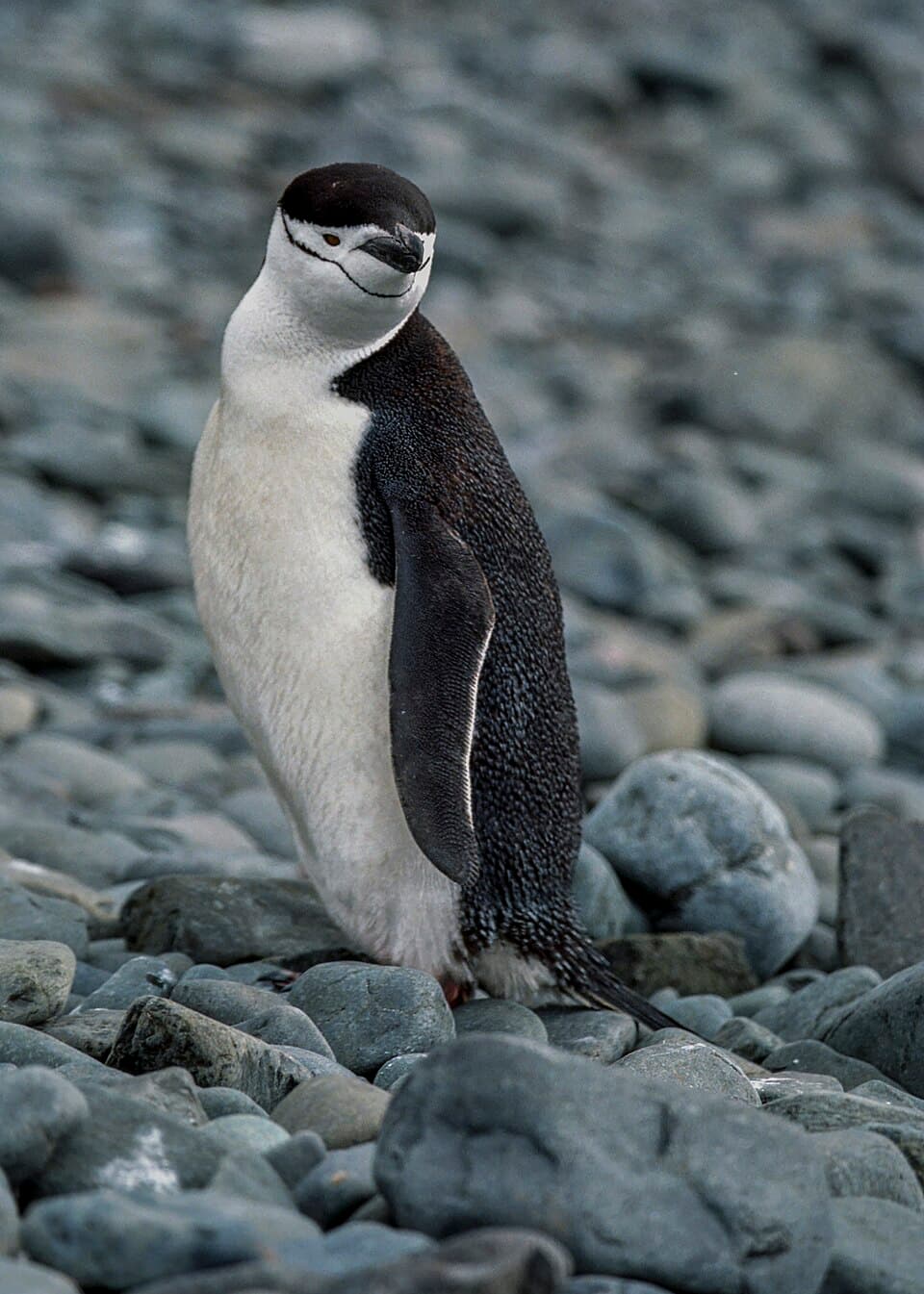 Pygoscelis antarcticus 02(js).jpg