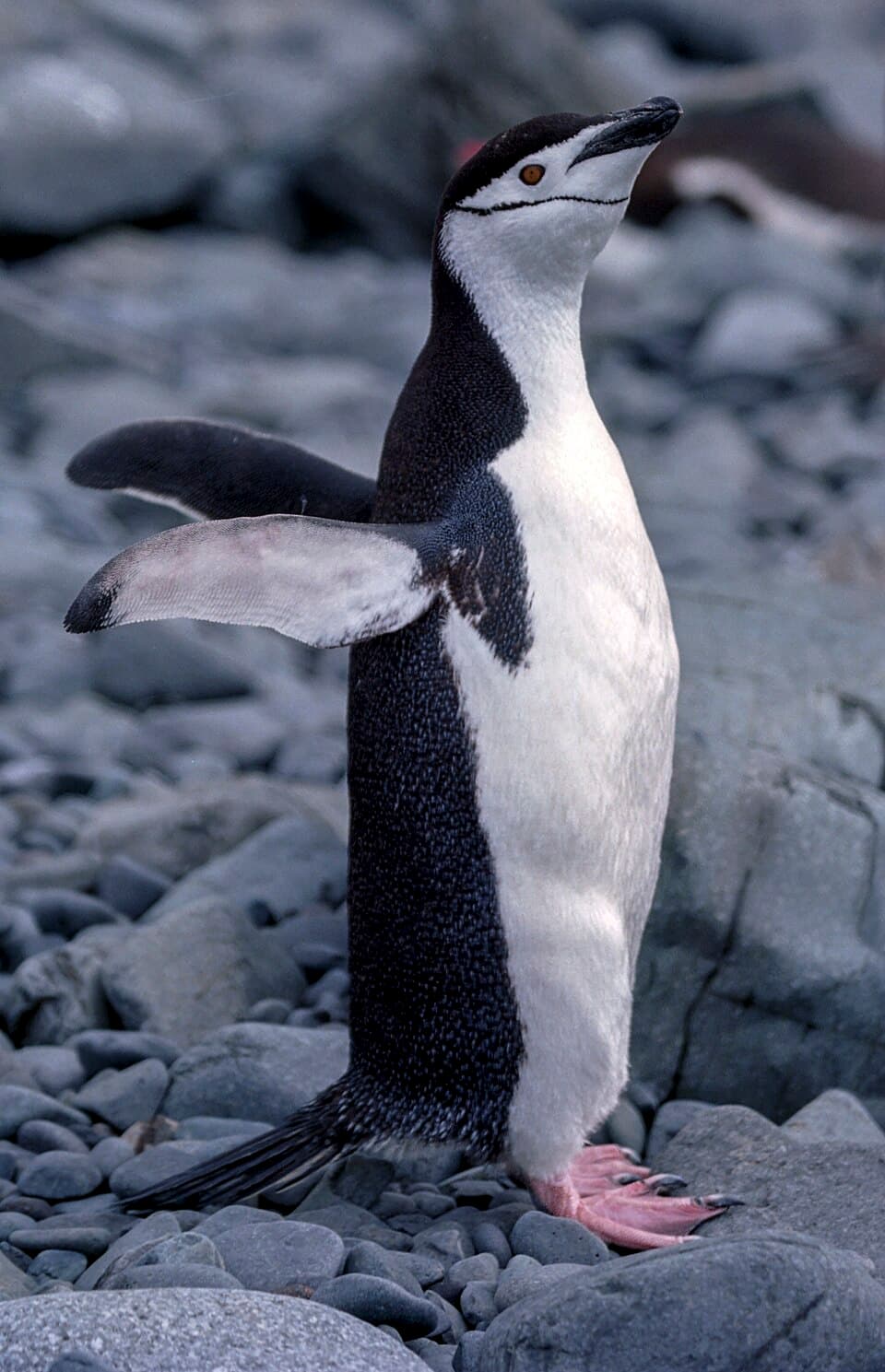 Pygoscelis antarcticus 01(js).jpg