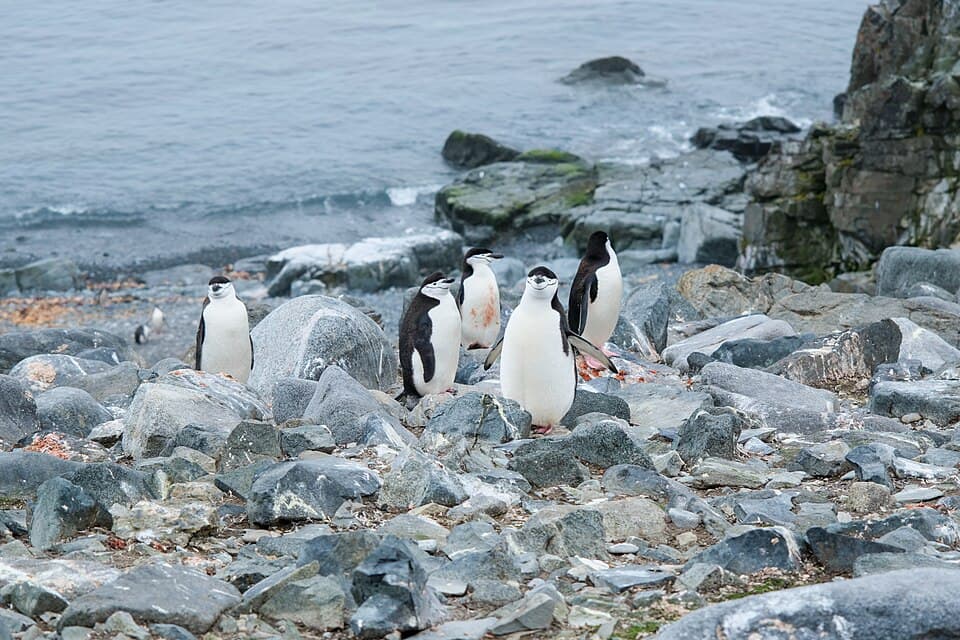 Pygoscelis antarcticus on the Half Moon Island 02.jpg