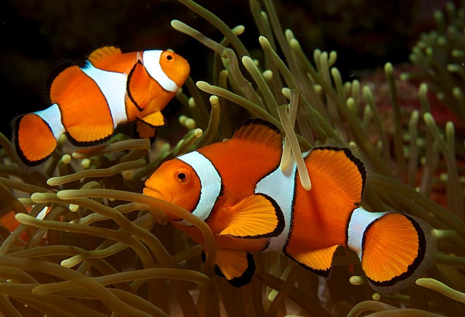 Amphiprion ocellaris (Clown anemonefish) by Nick Hobgood.jpg