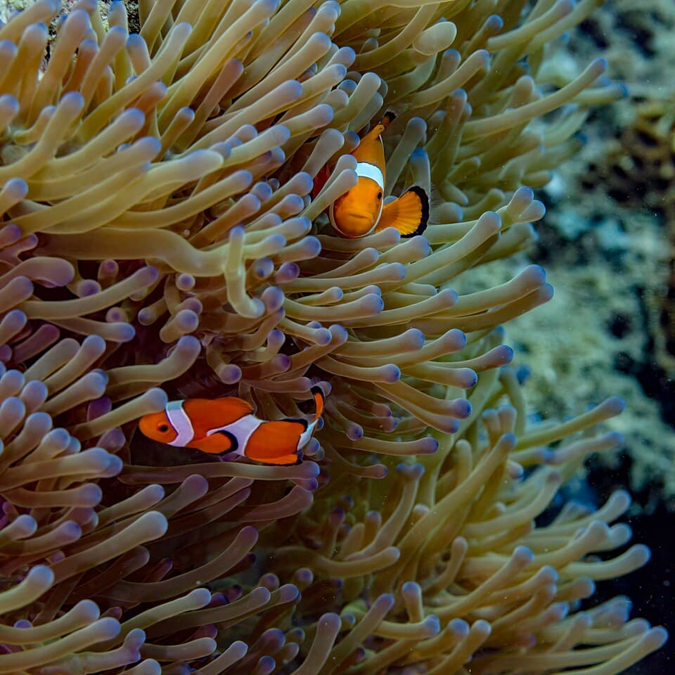 Pez payaso común (Amphiprion ocellaris) en una anémona magnífica (Heteractis magnifica), Anilao, Filipinas, 2023-08-21, DD 51.jpg