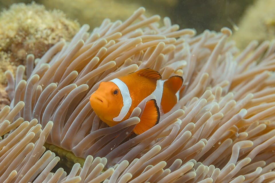 Pez payaso común (Amphiprion ocellaris) en una anémona magnífica (Heteractis magnifica), Anilao, Filipinas, 2023-08-22, DD 08.jpg