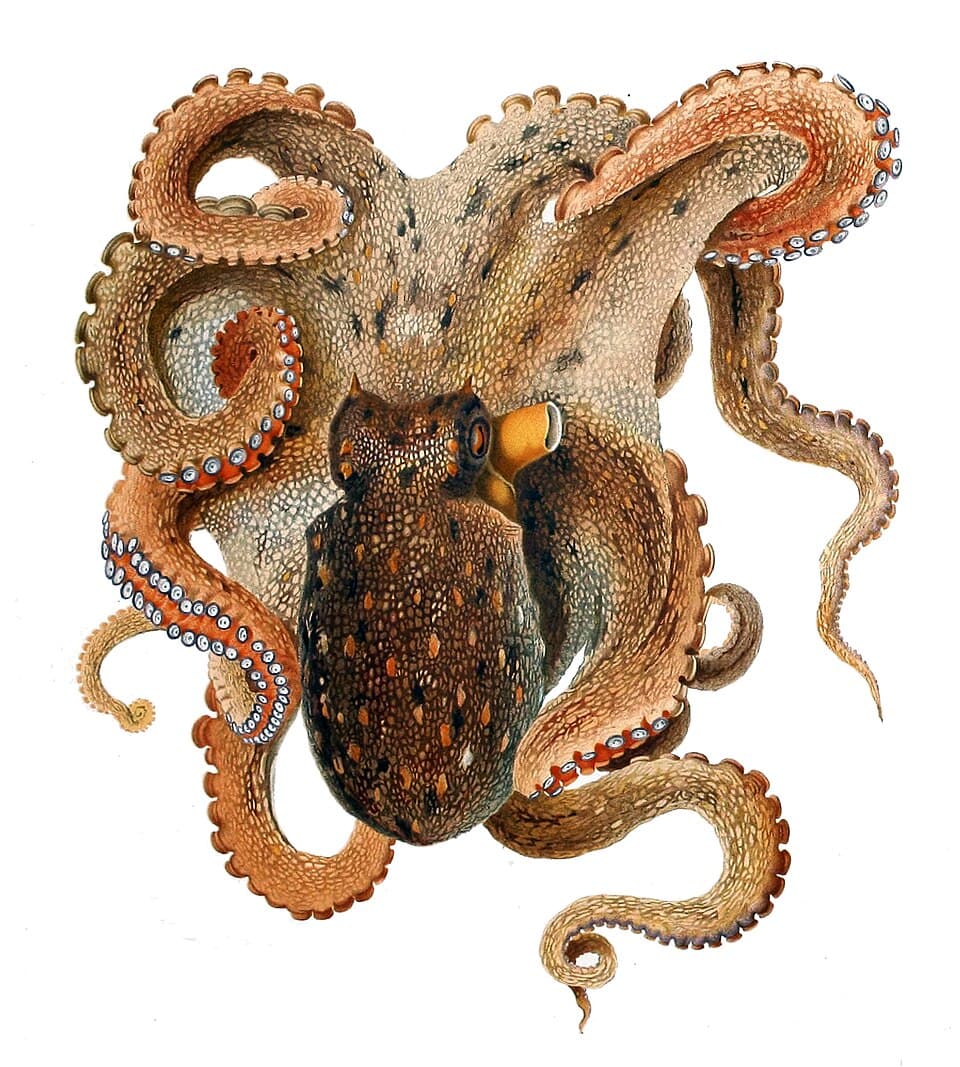 A photo of Common Octopus (Octopus vulgaris)