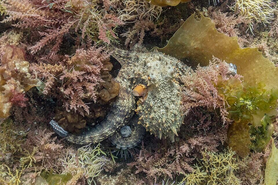 Pulpo común (Octopus vulgaris), Parque natural de la Arrábida, Portugal, 2020-07-21, DD 46.jpg