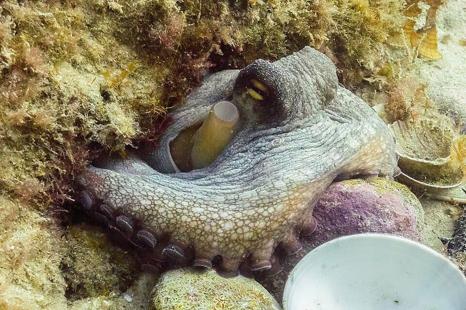 Pulpo común (Octopus vulgaris), Parque natural de la Arrábida, Portugal, 2020-07-31, DD 111.jpg