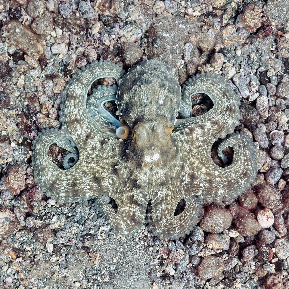 Pulpo común (Octopus vulgaris), franja marina Teno-Rasca, Tenerife, España, 2022-01-08, DD 53.jpg