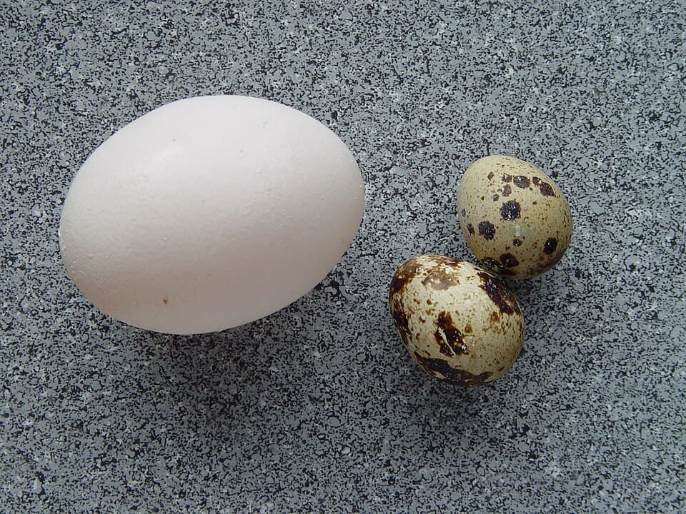 A photo of Common Quail (Coturnix coturnix)