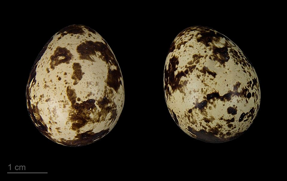 Coturnix coturnix confisa MHNT.ZOO.2010.11.7.1.jpg