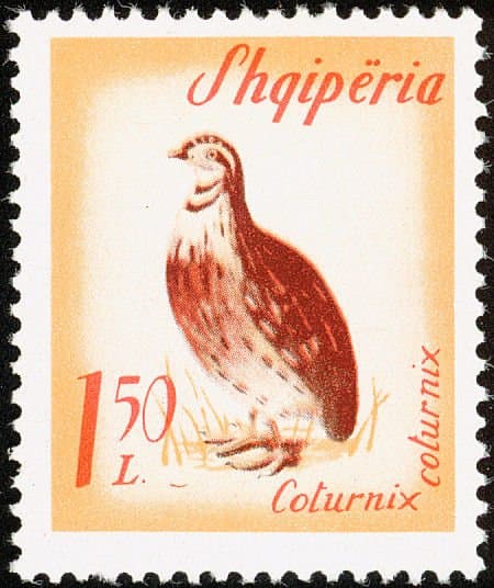 Stamp of Albania - 1965 - Colnect 197248 - Common Quail Coturnix coturnix.jpeg