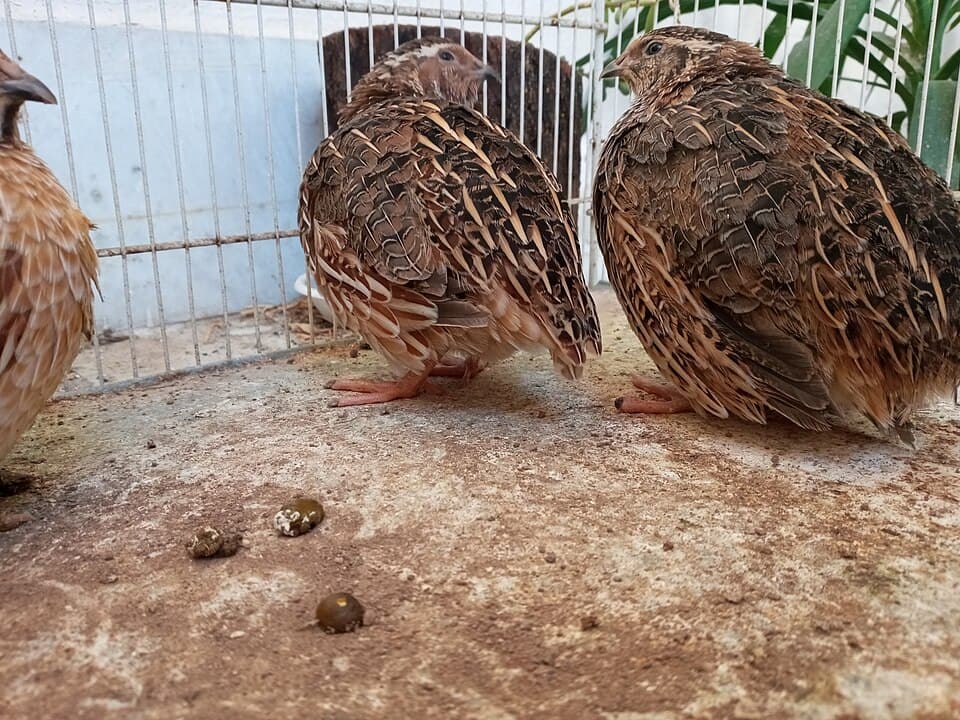 Coturnix coturnix in Kashmar2021 2.jpg
