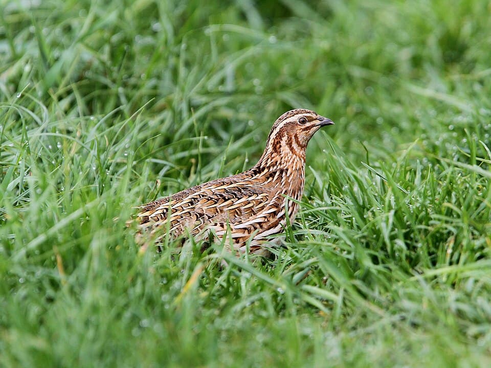 Coturnix coturnix, Fraunberg, Bayern, Deutschland 2.jpg