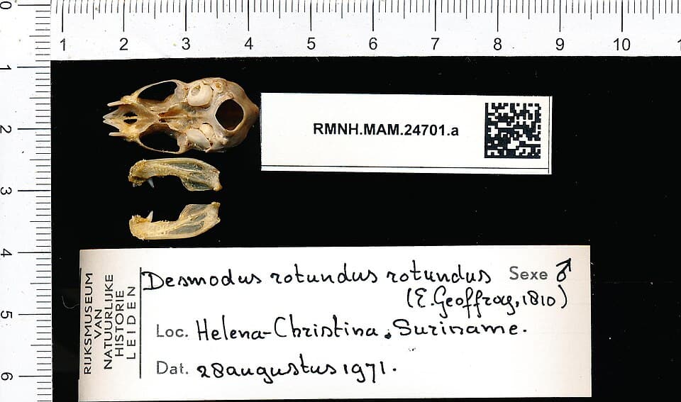 A photo of Common Vampire Bat (Desmodus rotundus)