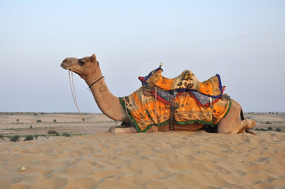 A photo of Dromedary Camel (Camelus dromedarius)