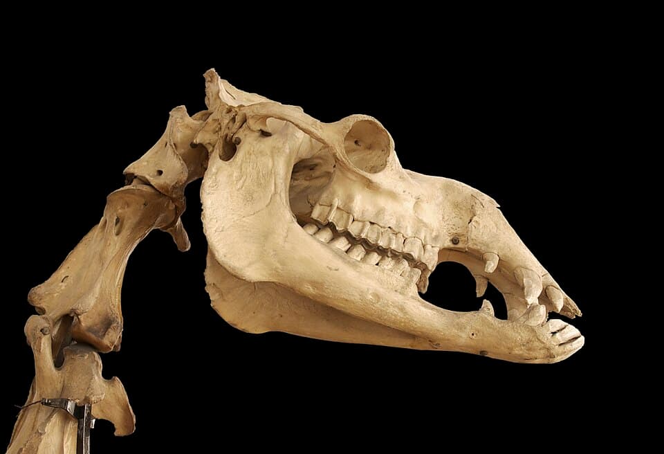 Camelus dromedarius skull.jpg